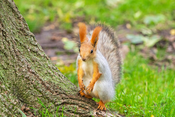 Wild red squirrel in the park