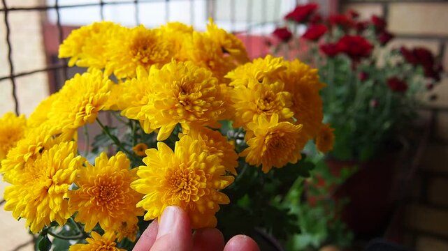 Chrysanthemums, mums or chrysanths, perennial herbaceous flowering plants in Asteraceae that bloom in the autumn. Horticultural varieties and cultivars. Compound inflorescence is array of flower heads