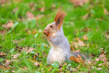 Wild red squirrel in the park
