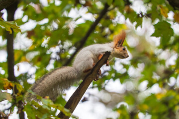 Wild red squirrel in the park