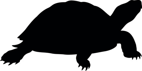 Black turtle silhouette