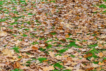 Background of fallen dry leaves on green grass