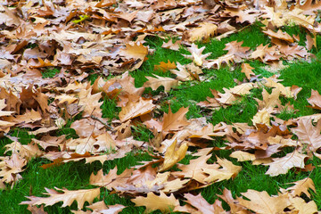 Background of fallen dry leaves on green grass