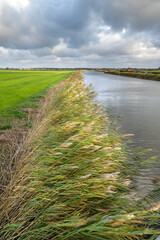 Reeds along a canal on a stormy day in autumn, in a Dutch polder landscape