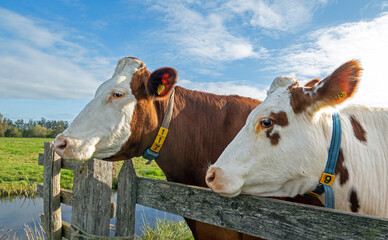 Close up of two red and white dotted dairy cows looking over a wooden fence on a sunny day in a Dutch meadow