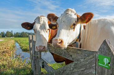 Close up of two red and white dotted dairy cows looking over a wooden fence on a sunny day in a Dutch meadow