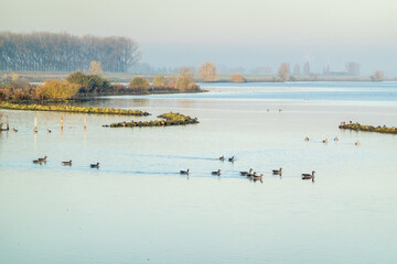 Sunrise over the Haringvliet in the Dutch delta, from a bird observation hut at Hellegatsplein, on a sunny autumn day at dawn. Greylag geese dominate the water.