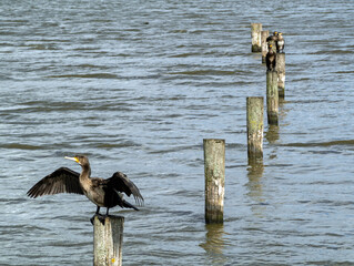 Great cormorant, or black shag, (Phalacrocorax carbo), drying its wings while sitting on a pole with spread  wings  
