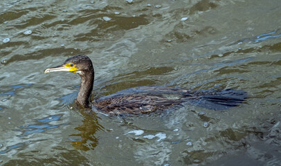 Close up of a swimming great cormorant, or black shag, (Phalacrocorax carbo), seen from above