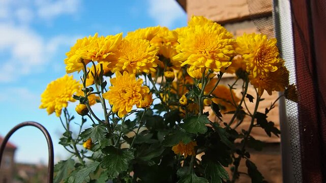 Chrysanthemums, mums or chrysanths, perennial herbaceous flowering plants in Asteraceae that bloom in the autumn. Horticultural varieties and cultivars. Compound inflorescence is array of flower heads