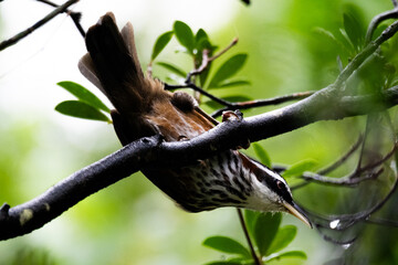 Pomatorhinus musicus
Taiwan Scimitar-Babbler