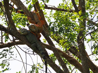 Iguana iguana to courting each other. Orange male Iguana is perched on branch above, raising his wattles to make it look bigger than it actually, impress female green iguana perched on branch below. 
