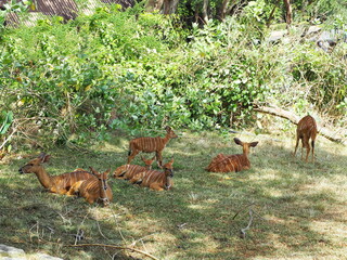 A herd of Greater Kudu (Tragelaphus strepsiceros) rests on the grass under a large shade tree. Their bodies light gray to grayish brown with various stripes running down sides.V-shaped pattern on face