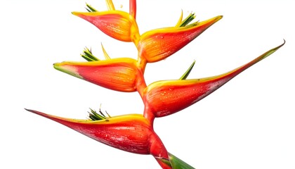 Vivid close-up of exotic plant with long, colorful bracts against a bright white backdrop