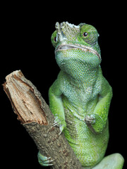 A close-up of a vibrant green chameleon on a black background. Its large, independently moving eyes stare ahead, revealing its unique, bulbous tongue tip, 12 November 2025 Indonesia