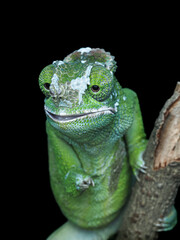 A close-up of a vibrant green chameleon on a black background. Its large, independently moving eyes stare ahead, revealing its unique, bulbous tongue tip, 12 November 2025 Indonesia