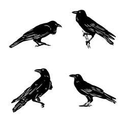 Obraz premium crow, black bird, vector sketch