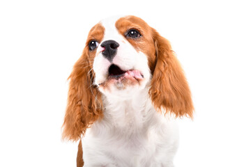 Portrait of a barking Cavalier King Charles Spaniel puppy, closeup, isolated on white background