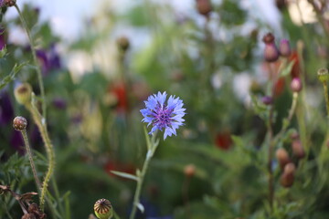 Flowering fields of wildflowers for bees as part of making roadsides more sustainable