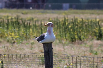 Obraz premium Seagull sits on a pole in its colony in Rotterdam harbor