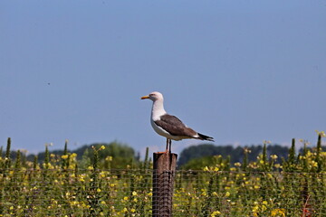 Obraz premium Seagull sits on a pole in its colony in Rotterdam harbor