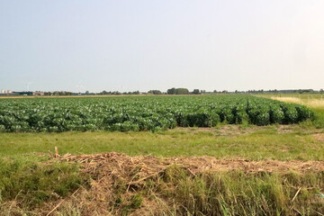 Fototapeta premium country roads, ditches and meadows at the new to raise village Cortelande