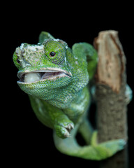 A close-up of a vibrant green chameleon on a black background. Its large, independently moving eyes...