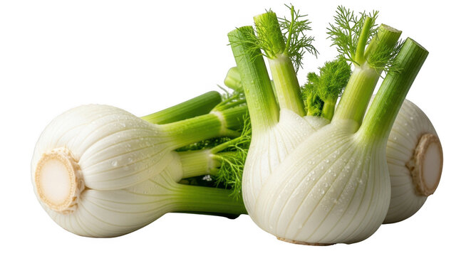 Fresh whole fennel bulbs with green stalks ready for culinary preparation isolated on transparent background