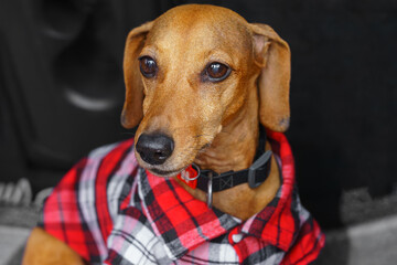 Cute brown dachshund in red plaid shirt looking away indoors on dark background. Close up animal portrait with thoughtful expression, soft lighting and warm tones, dog breeding, four legged friend