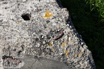 Web of the Ermine moth (Yponomeuta evonymella)  in a tree made by the larvae