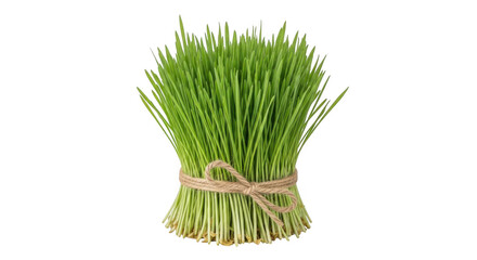 Freshly harvested wheatgrass bundle tied with twine and pink ribbon for health and wellness isolated on transparent background