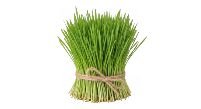 Freshly harvested wheatgrass bundle tied with twine and pink ribbon for health and wellness isolated on transparent background