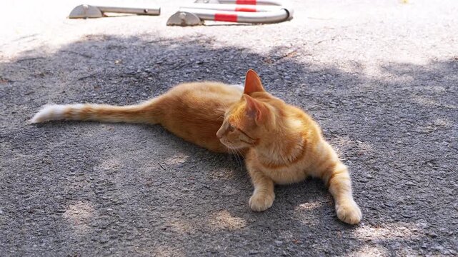 A serene and calm ginger cat is leisurely lounging on some soft gravel, fully embodying relaxation and tranquility