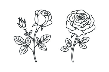 Outline of Rose Flower Bud and Blooming Rose