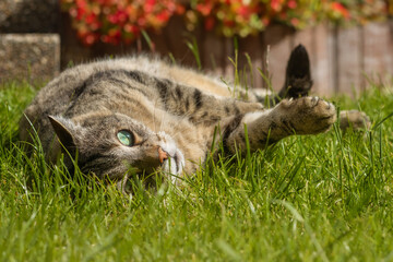 Tabby cat chilling out on green grass