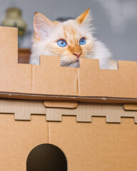 Blue-eyed cat sits on top of a cardboard fortress
