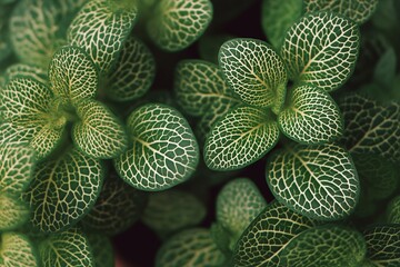  Top view of Fittonia plant leaves and foliage highlighting unique patterned texture and natural beauty. Full depth of field with film grain effect, ultra-realistic style for nature themes.