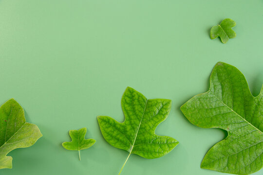 Minimalistic composition of leaves with copy space on the left on the background