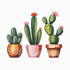 Three potted cacti bloom with vibrant flowers against a white background.