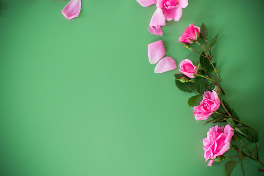 Pink roses from above on a plain background without objects