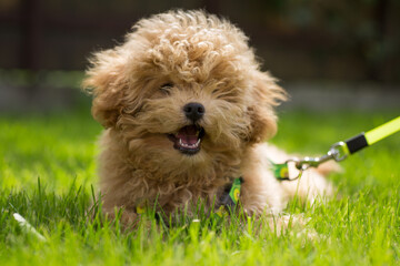 A fluffy domestic animal lying on a meadow in sunny weather