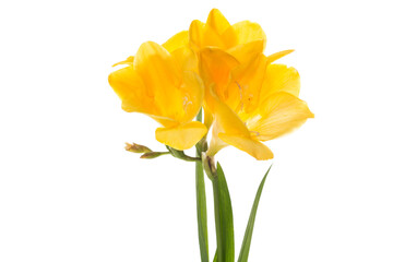 Single yellow freesia flower isolated on white background