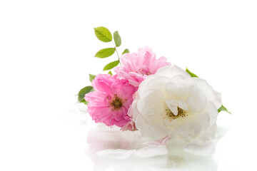 bouquet white and pink roses isolated on white background