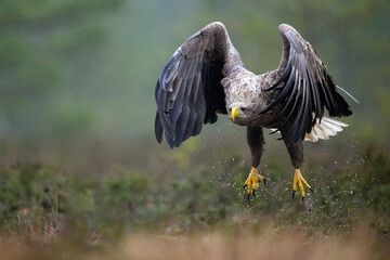 Adult white-tailed eagle in flight in a rainy forest