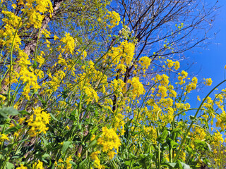 Yellow rapeseed flowers during spring in bloom along roads and ditches