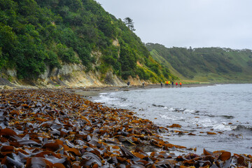 Scenic beach in Russia featuring seaweed and a group of explorers on the shore