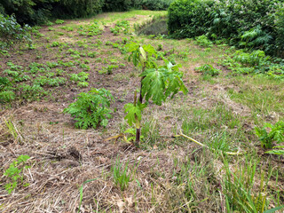 Leaves and flowers of giant hogweed along roadside as weeds