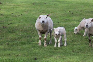 Fototapeta premium Sheep with little lambs on a meadow at farms