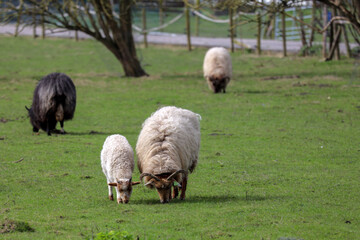 Sheep with little lambs on a meadow at farms