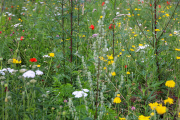 Flowering fields of wildflowers for bees as part of making roadsides more sustainable